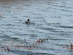 -野鸭湖国家湿地公园