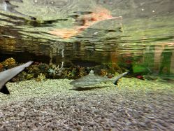 -Zoolung Zoolung动物主题公园(海信广场店)