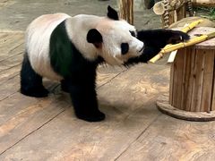 -深圳野生动物园