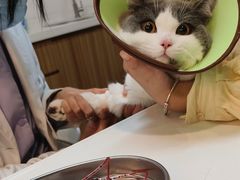 -御宝贝·A梦猫科宠物医院(国际猫友好医院)