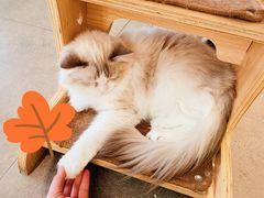-飞行喵MR PILOT|猫舍·猫咖(静安大融城店)