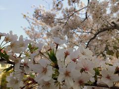 -高东镇樱花园