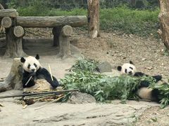 -都江堰中华大熊猫苑