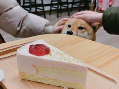 -柴迷FANS CLUB·柴犬狗咖·猫咖
