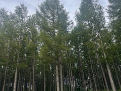 -塞罕坝国家级自然保护区