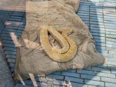 -昆明动物园
