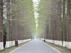 -黄海国家森林公园