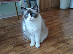 -这儿没有猫·猫咖萌宠馆·撸猫