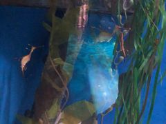 -悉尼海洋生物水族馆