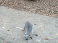 -清迈夜间动物园