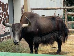 -青藏高原野生动物园