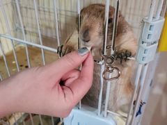 -猫色咖啡·猫咖