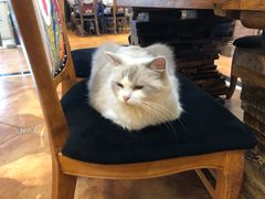 -more than meow吴止猫主题餐厅(承德 中船汇店)