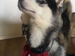 -Husky Go! 哈士奇体验馆·宠物咖啡厅狗咖