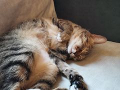 -滚猫咖啡·猫咖·猫友好撸猫(未来城店)