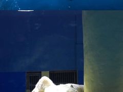 -大连圣亚海洋世界