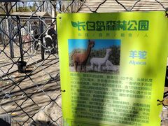 -长白岛森林公园