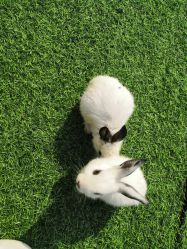 -萌宠亲子动物乐园(槐房万达店)