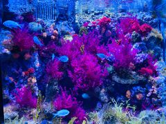 -暹罗海洋世界