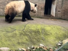 -都江堰中华大熊猫苑