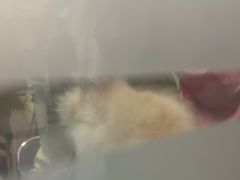 -全心全意连锁动物医院·微创中心·内科急重症·心脏专科(丰管路店)
