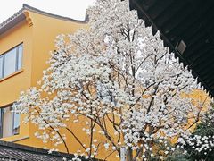 -龙华寺