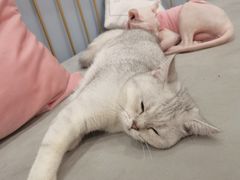 -BABIT巴比特宠物(MOMOPARK店)