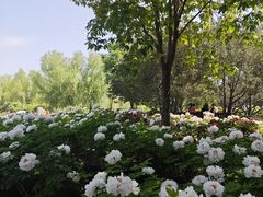 -莲花池公园