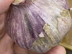 -回坊马二饺子馆