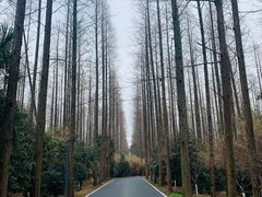 -东平国家森林公园