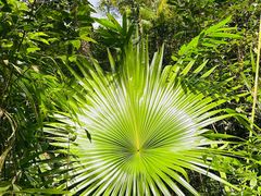 -海南热带雨林国家公园吊罗山景区