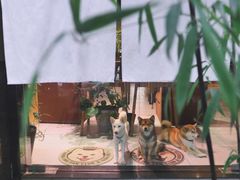 -柴务处·柴犬主题狗咖