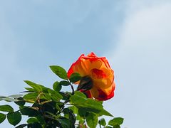 -云里小坐·小院里·团建·宴请·下午茶(三圣乡店)