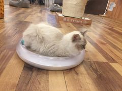 -袖虎·猫馆(体育西路店)