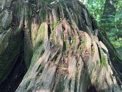 -五营红松林海景区