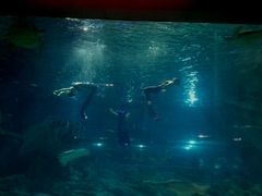 -福州罗源湾海洋世界旅游区