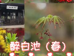 -上海醉白池公园