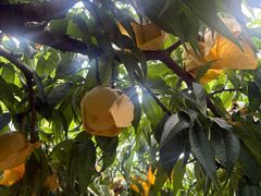 -老袁家蜜桃农场·阳山水蜜桃