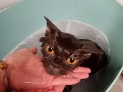 -帕帕拉兹宠物(亚洲旗舰店)