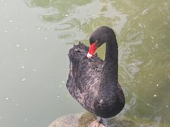 -西苑公园
