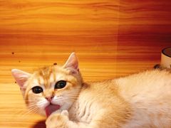 -猫十亿·布偶金渐层·曼基康矮脚猫舍(青年路店)