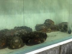 -海盗餐厅
