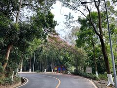 -火炉山森林公园