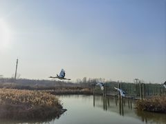 -盐城丹顶鹤湿地生态旅游区