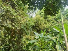 -中国科学院西双版纳热带植物园
