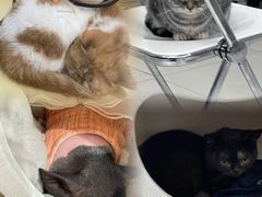 -怪兽屋·羊驼·猫咖·狗咖(俊华广场店)