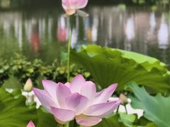 -金山公园