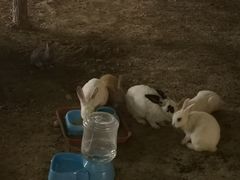 -枫花园汽车电影院(朝阳公园店)