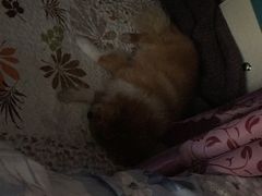 -美联众合动物医院·24h转诊中心