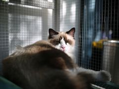 -喵屿·大理花园猫咖